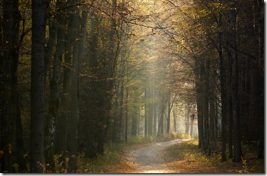 une forêt passage de l’automne à l’hiver