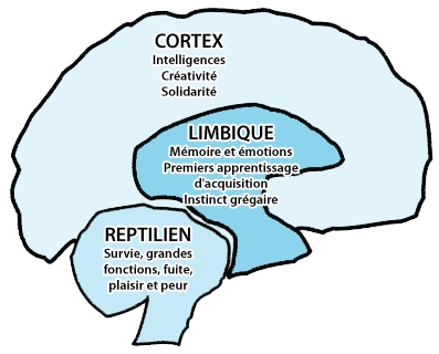 les différentes parties du cerveau