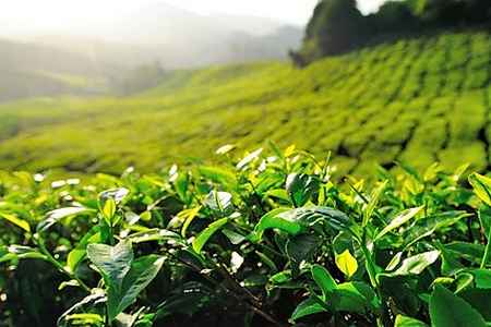 Champs de théiers, plantation et culture du thé