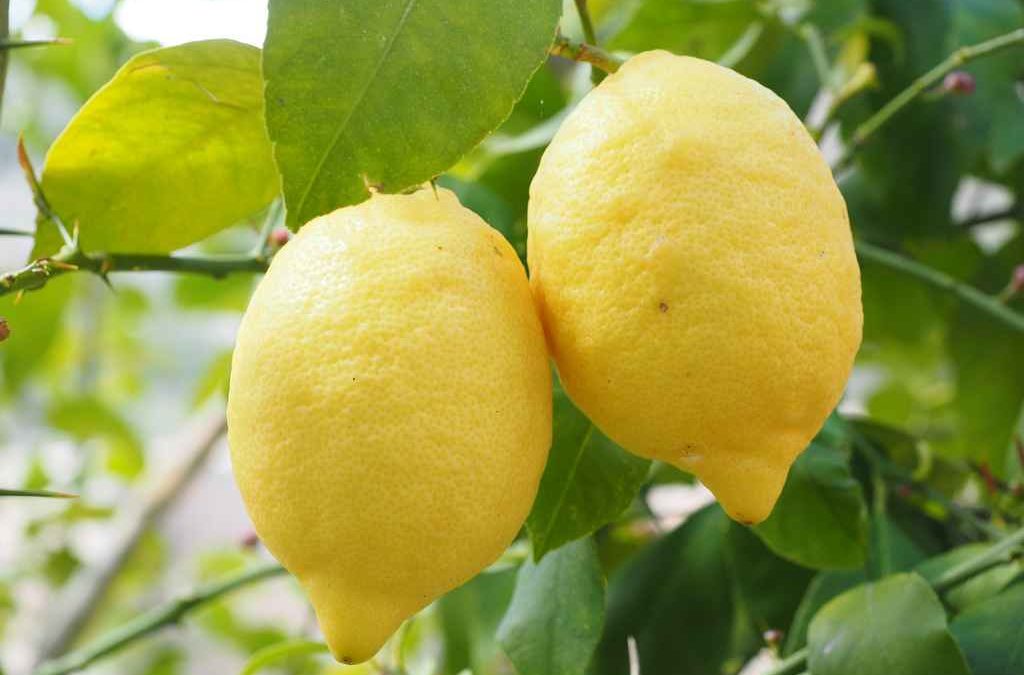 Les bienfaits du citron selon la médecine chinoise
