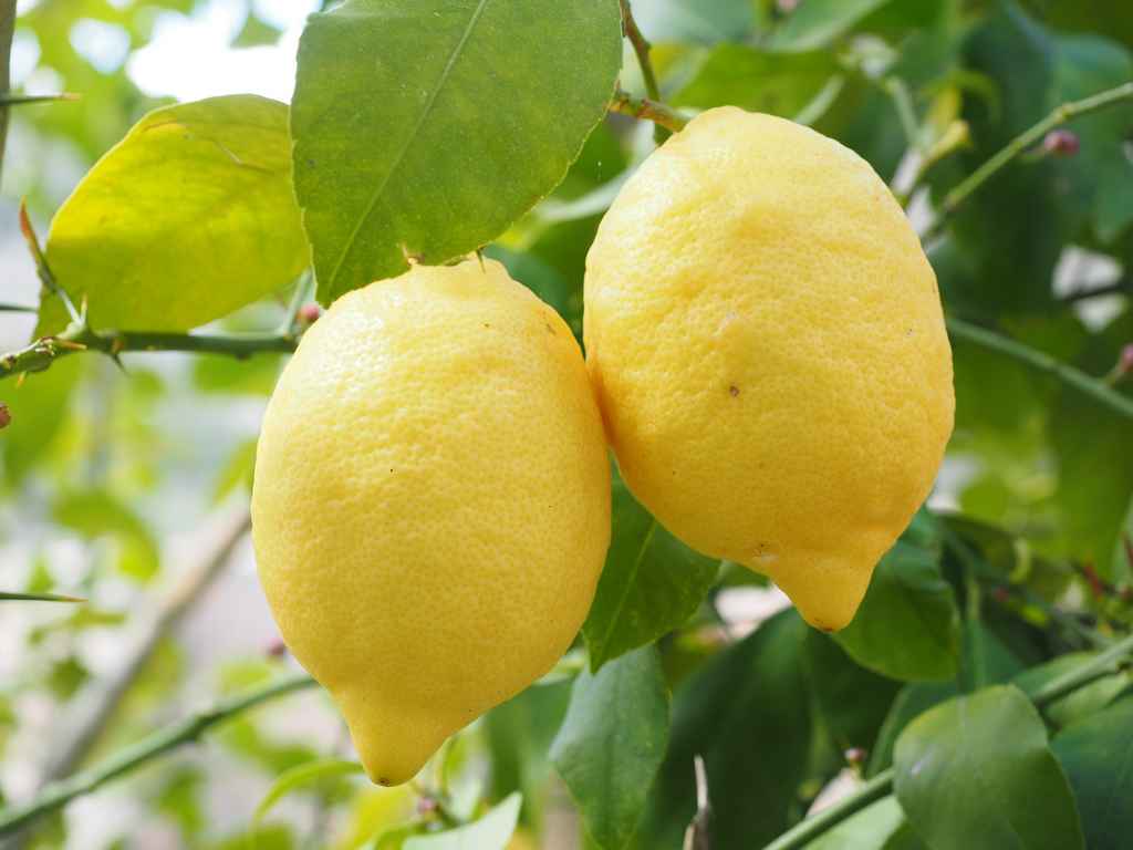 bienfaits du citron selon la médecine chinoise